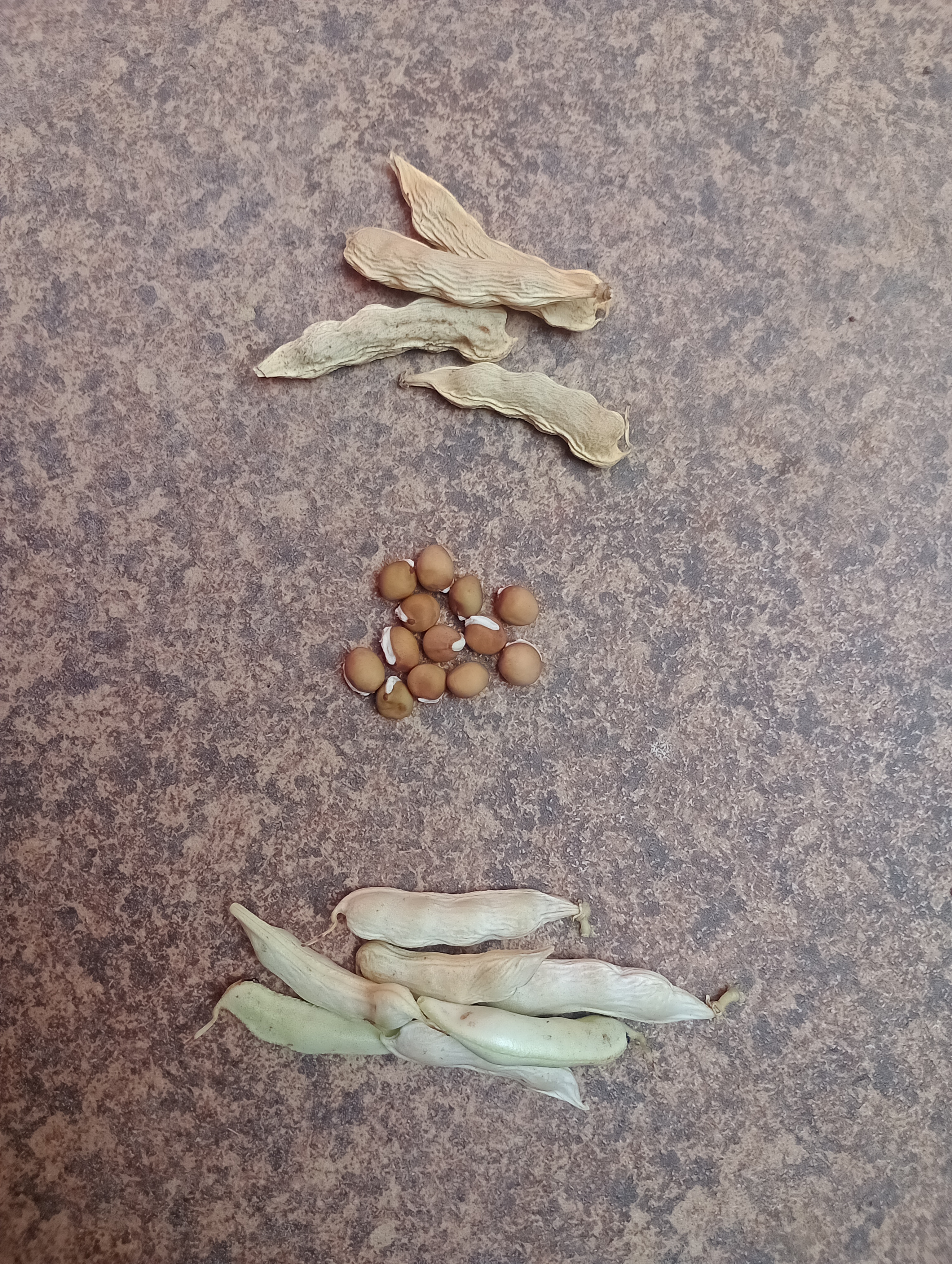 fava beans ( pack of 20 seeds)