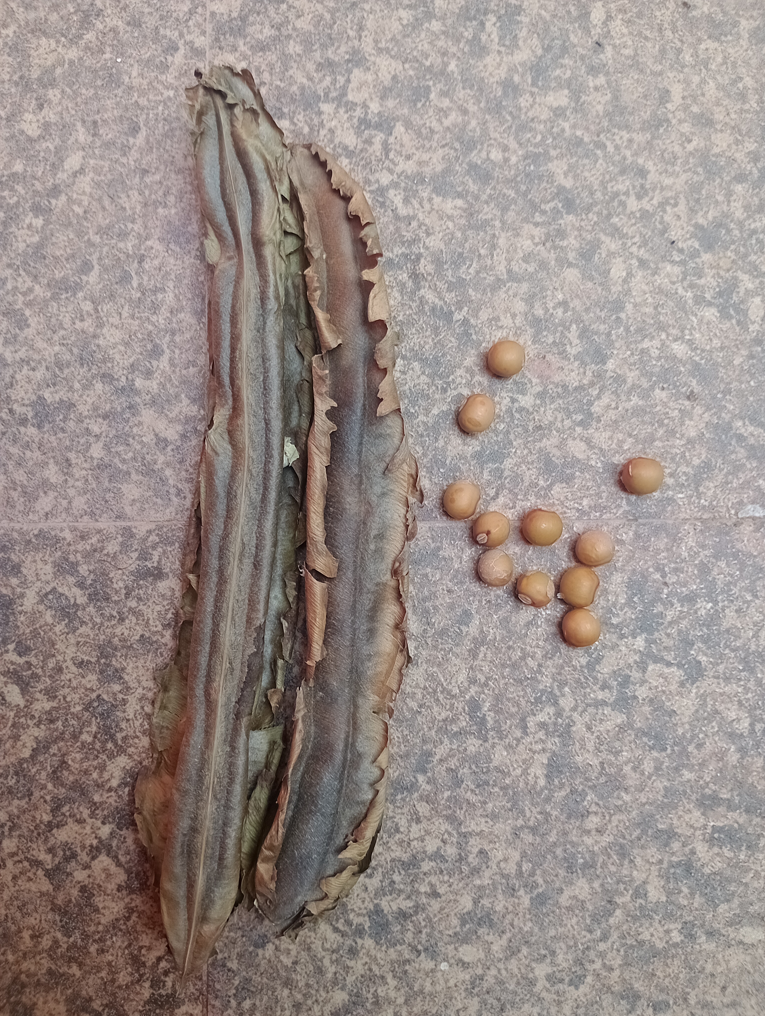 Winged bean (pack of 20 seeds)