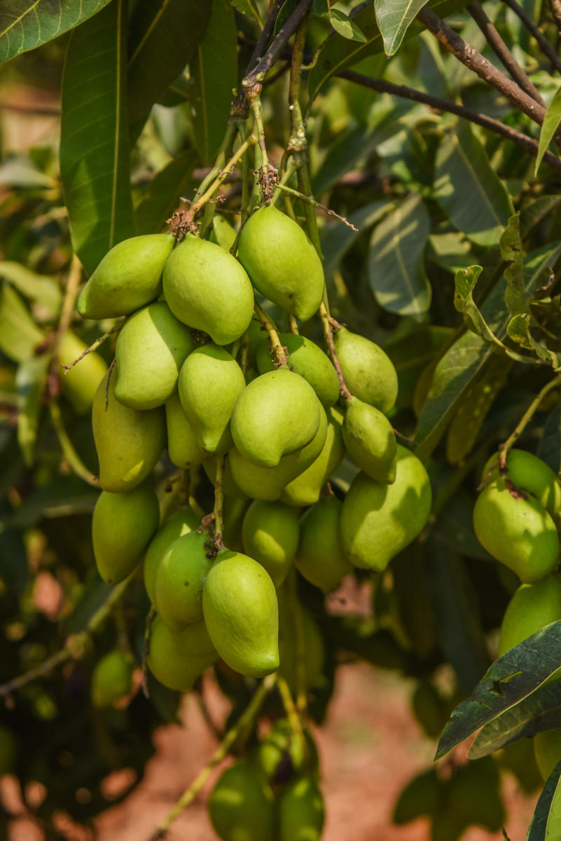 Jirige tender Mango