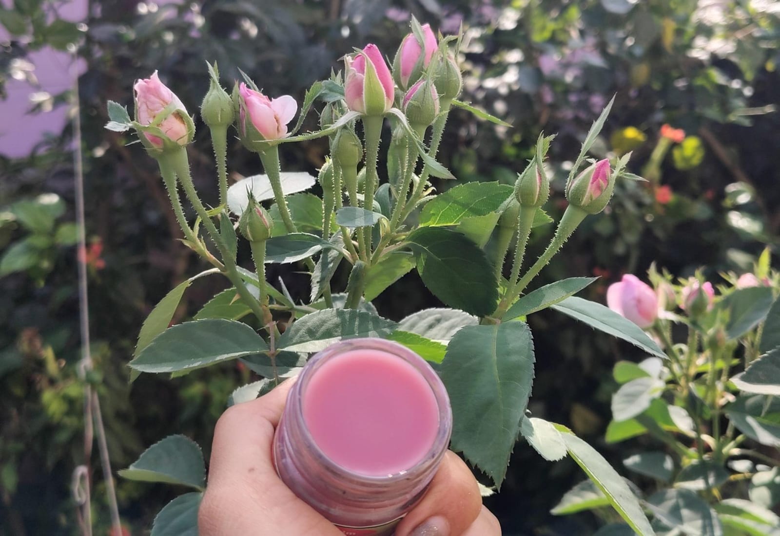 Rose lipcare